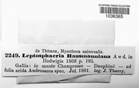 Leptosphaeria hausmanniana image